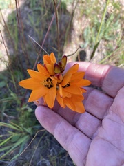 Ixia maculata