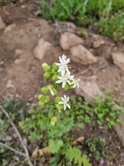 Moscharia pinnatifida