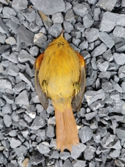 Furnariidae