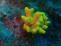 Axinella verrucosa