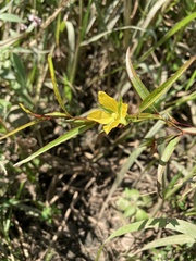 Ludwigia linearis