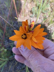 Ixia maculata