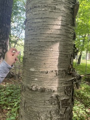 Betula alleghaniensis