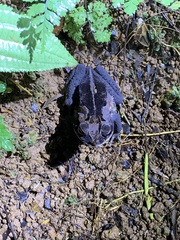 Incilius melanochlorus