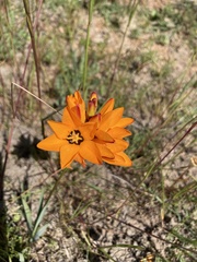 Ixia maculata