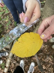 Betula alleghaniensis