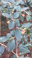 Cotoneaster franchetii