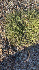 Euphorbia setiloba