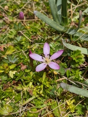 Gentianella cerastioides