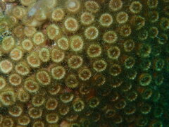 Cladocora caespitosa