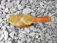 Furnariidae