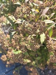 Spiraea japonica