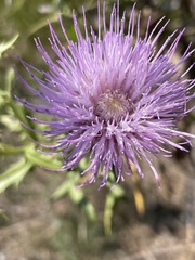 Cirsium