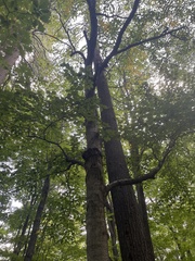 Betula alleghaniensis