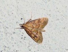 Udea fulvalis