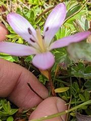 Gentianella cerastioides