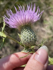 Cirsium