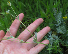 Potentilla breweri