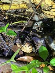 Myriapoda