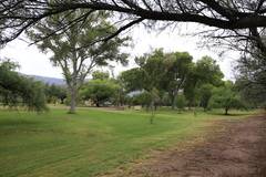 Populus