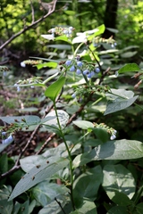 Symphytum caucasicum