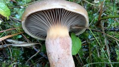 Chroogomphus rutilus