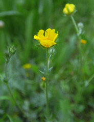 Potentilla breweri