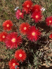 Lampranthus coccineus