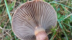 Chroogomphus rutilus