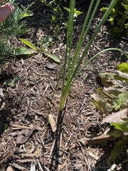 Allium vineale