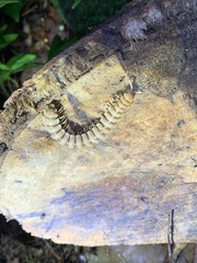 Myriapoda