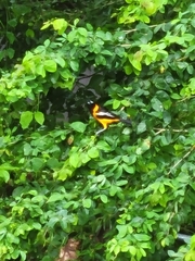 Icterus icterus