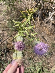 Cirsium