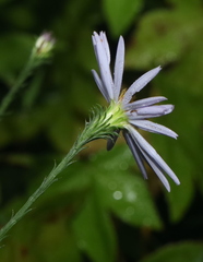 Symphyotrichum anomalum