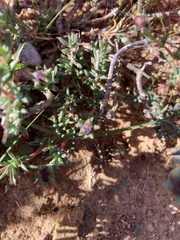 Lampranthus coccineus
