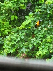 Icterus icterus