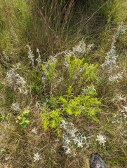 Lithospermum caroliniense