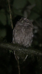 Megascops guatemalae