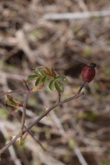 Rosa rubiginosa