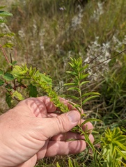 Lithospermum caroliniense