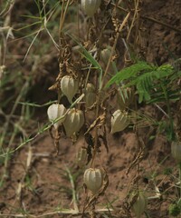 Physalis longifolia
