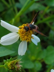 Pachodynerus erynnis