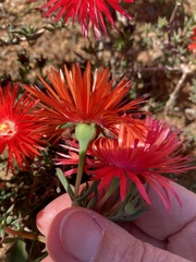Lampranthus coccineus