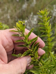 Lithospermum caroliniense