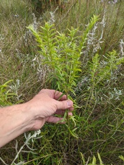 Lithospermum caroliniense
