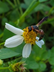 Pachodynerus erynnis