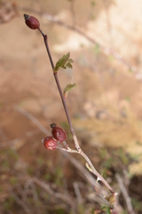 Rosa rubiginosa