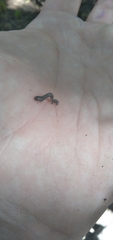 Erannis tiliaria