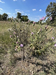 Cirsium