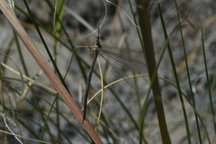 Brachynemurus